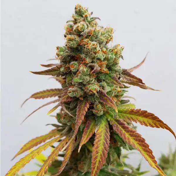 Special Queen 1 (Royal Queen Seeds) 3 zaden