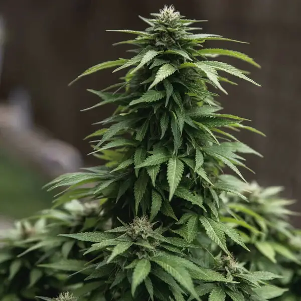 White Widow (Royal Queen Seeds) 3 zaden