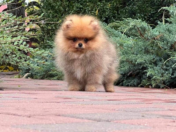 Ollie Pomeranian reutje
