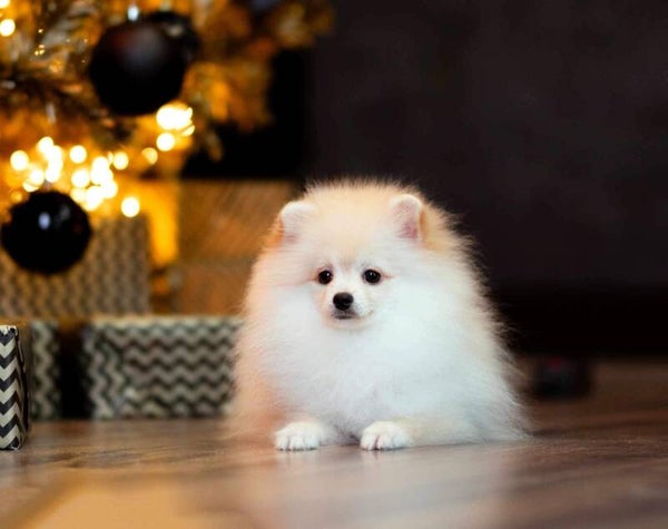 Lola pomeranian teefje