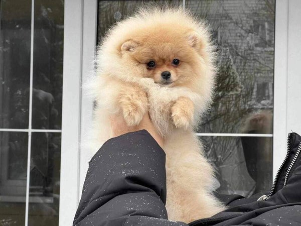 Moana pomeranian teefje