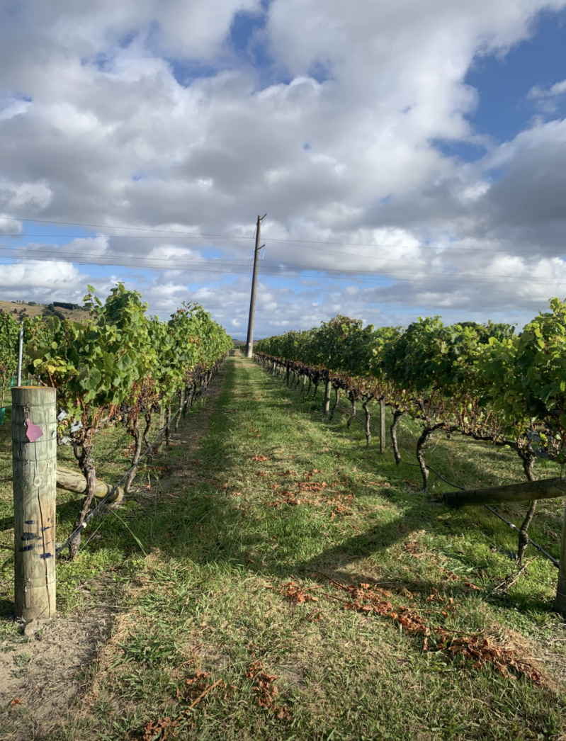 new zealand vineyard
