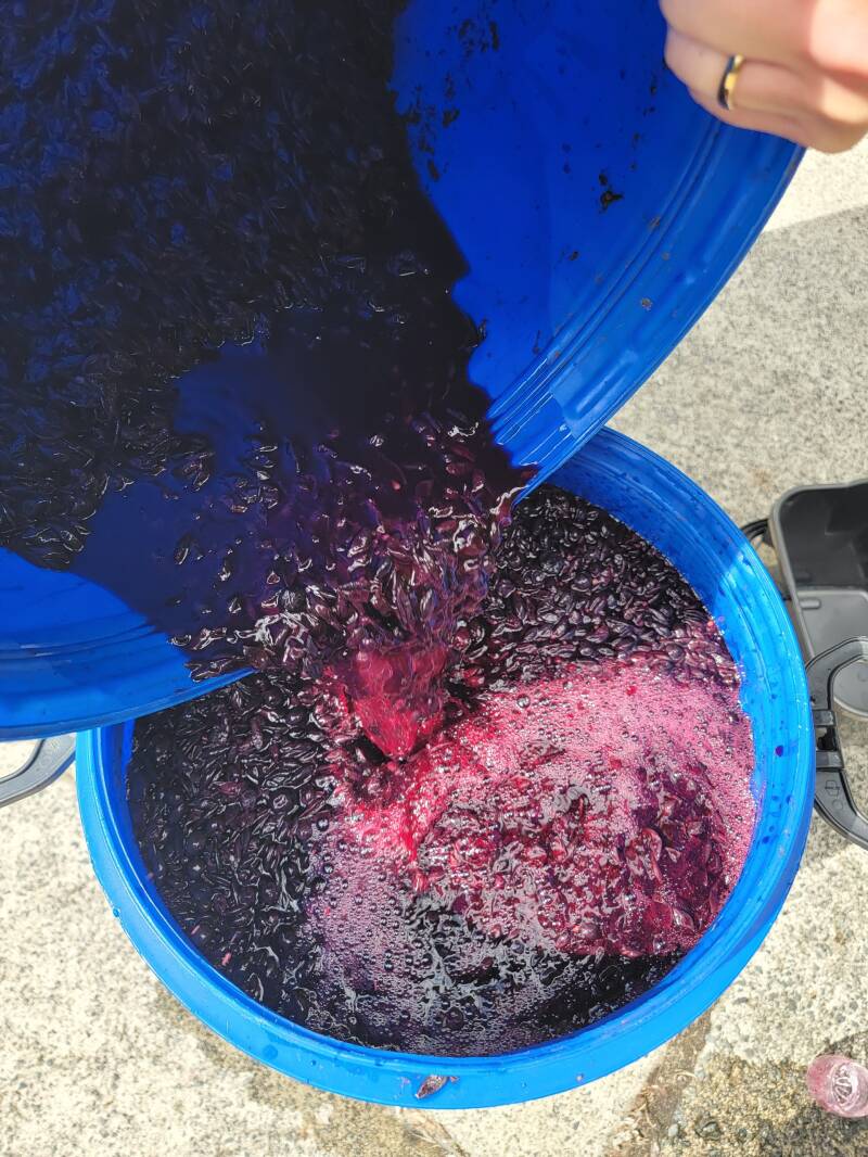 seperating wine skins