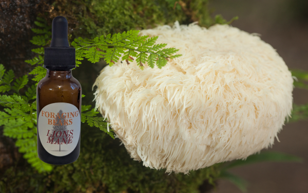 Lion's Mane (Hericium erinaceus) Tincture 2oz.