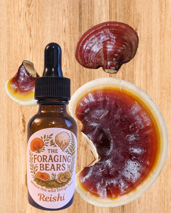 Reishi Tincture Ganoderma lucidum (2oz)