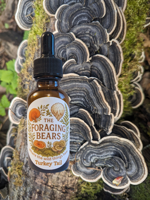 Turkey Tail (Trametes versicolor) mushroom Tincture (2oz)