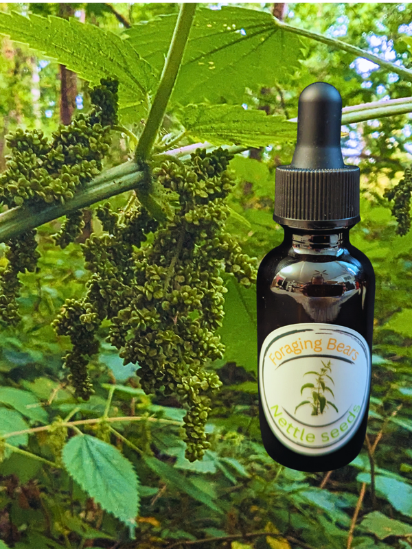 Stinging Nettle Seeds (Urtica dioica) 2oz.