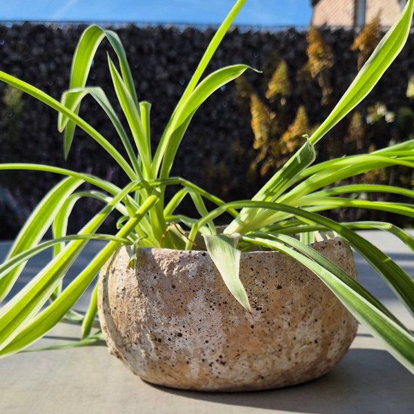 Plantenpot