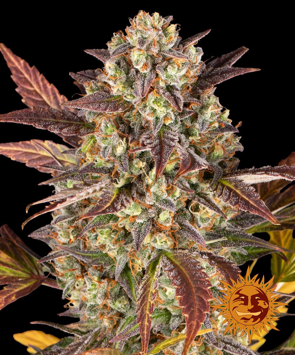 Amnesia Haze Autoflowering, 5 Samen