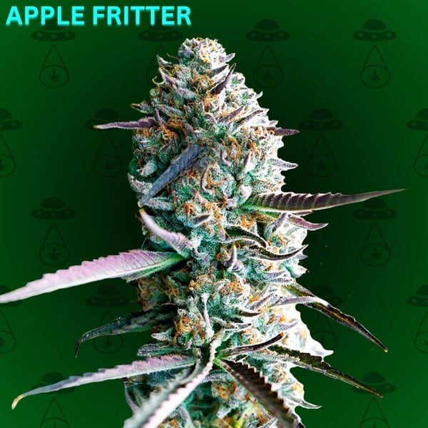 Apple Fritter Feminisiert