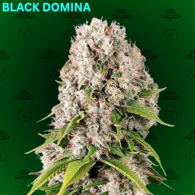 Black Domina Feminisiert