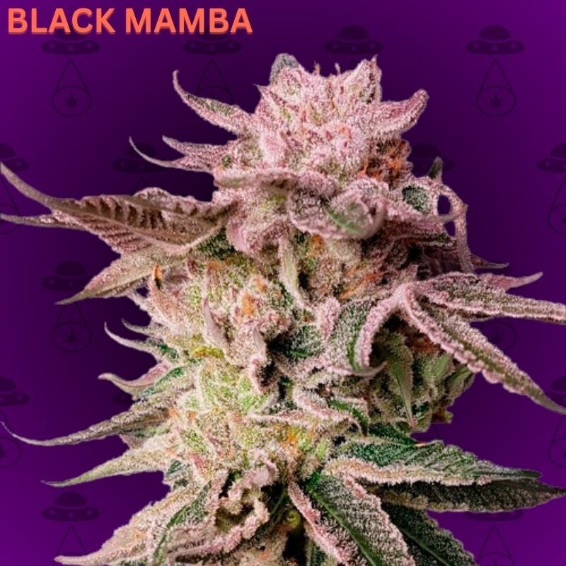 Black Mamba Autoflowering