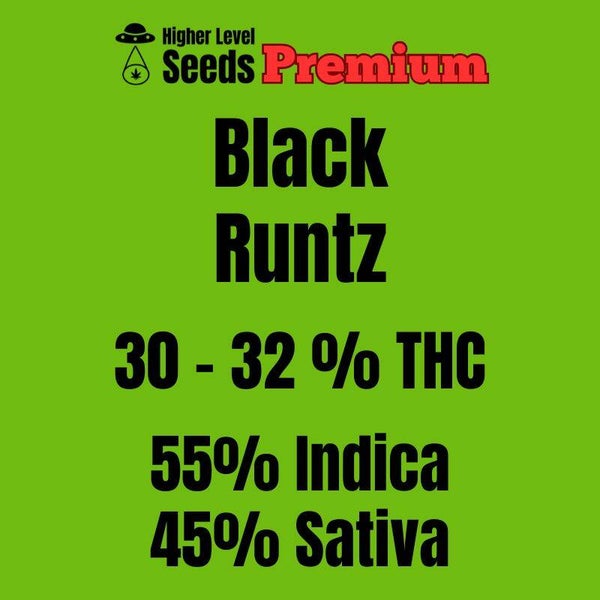 Black Runtz, 3 feminisierte Samen