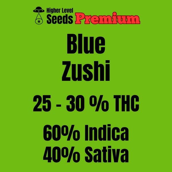 Blue Zushi, 3 feminisierte Samen