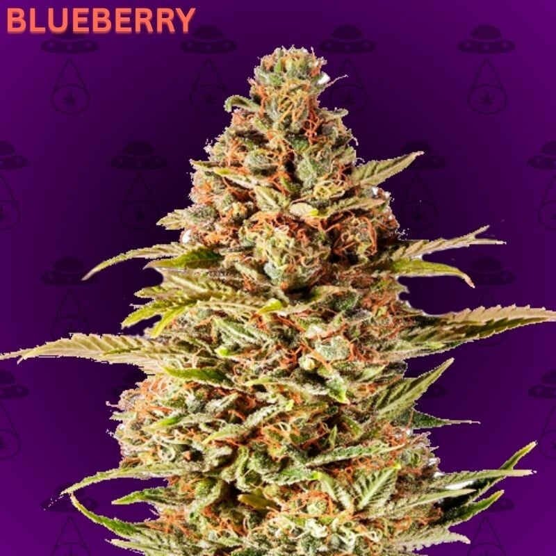 Blueberry Autoflowering