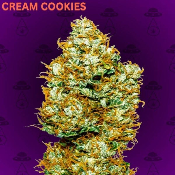 Cream Cookies Autoflowering