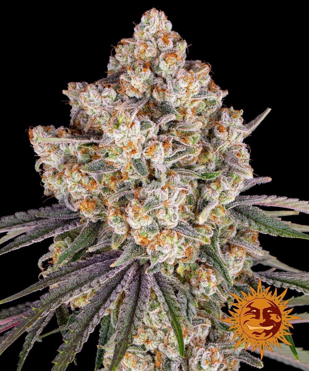 Ice Cream Cake Feminisiert, 3 Samen