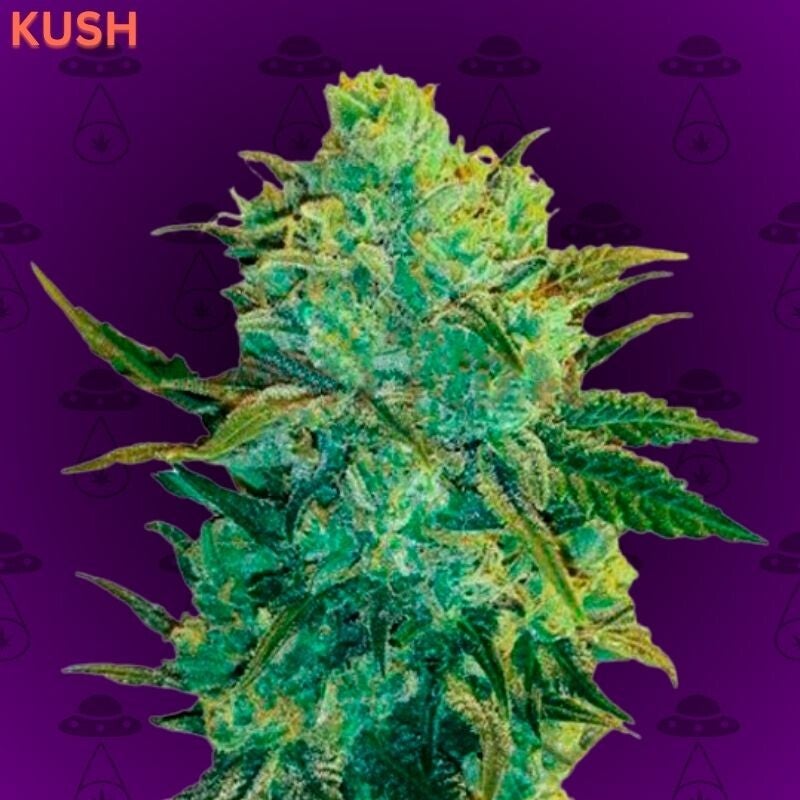 Kush Autoflowering