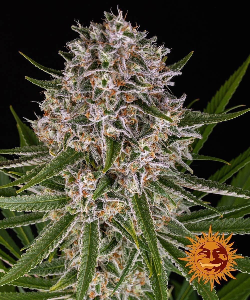 Lemon Haze Autoflowering, 3 Samen