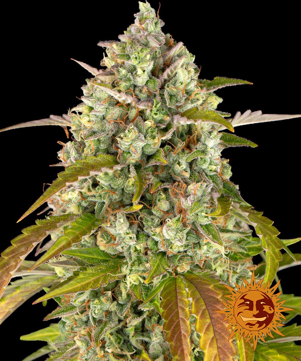 Pineapple Express Autoflowering, 3 Samen
