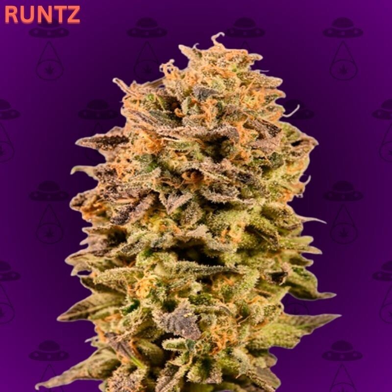 Runtz Autoflowering