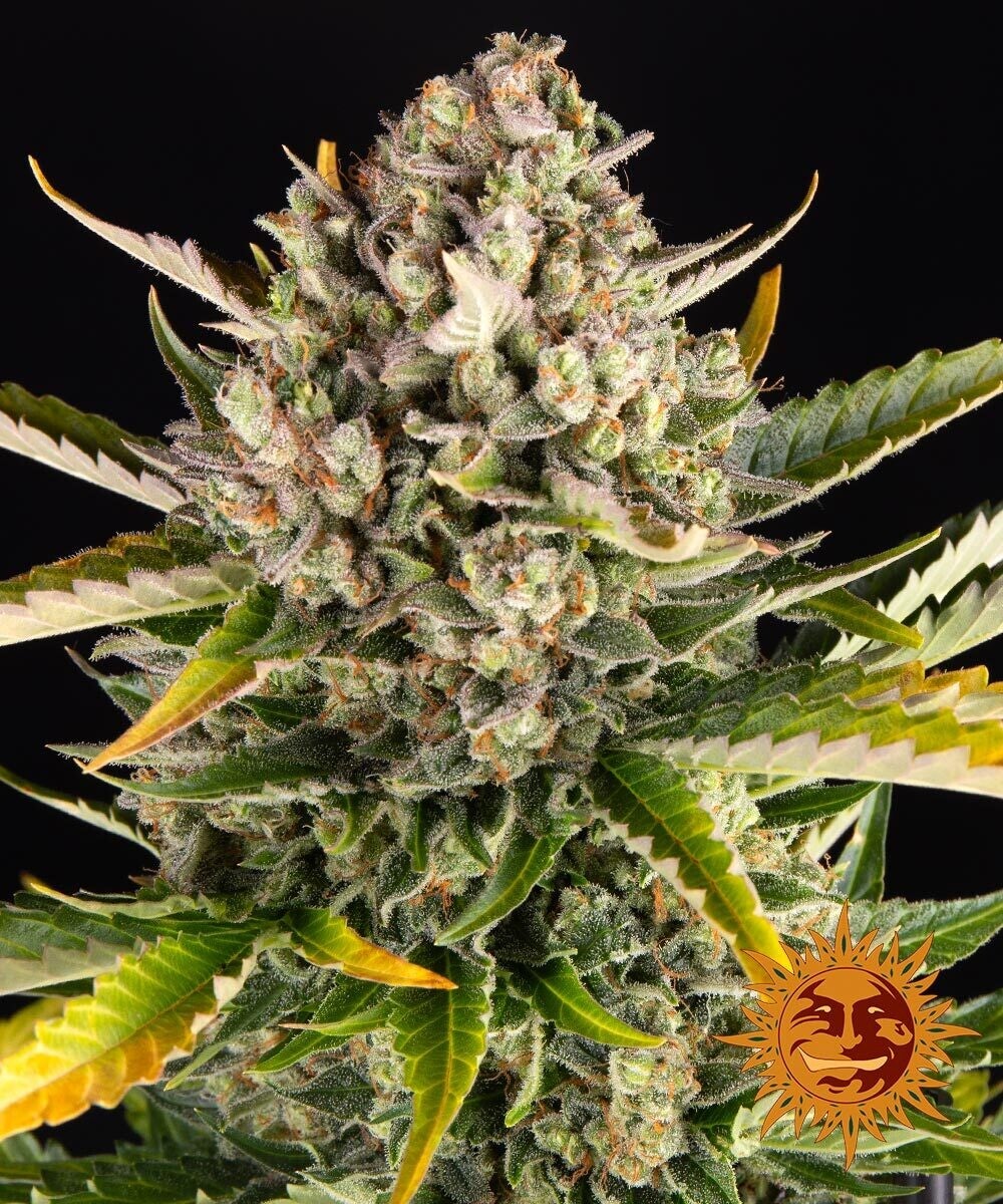 Strawberry Cheesecake Autoflowering, 3 Samen