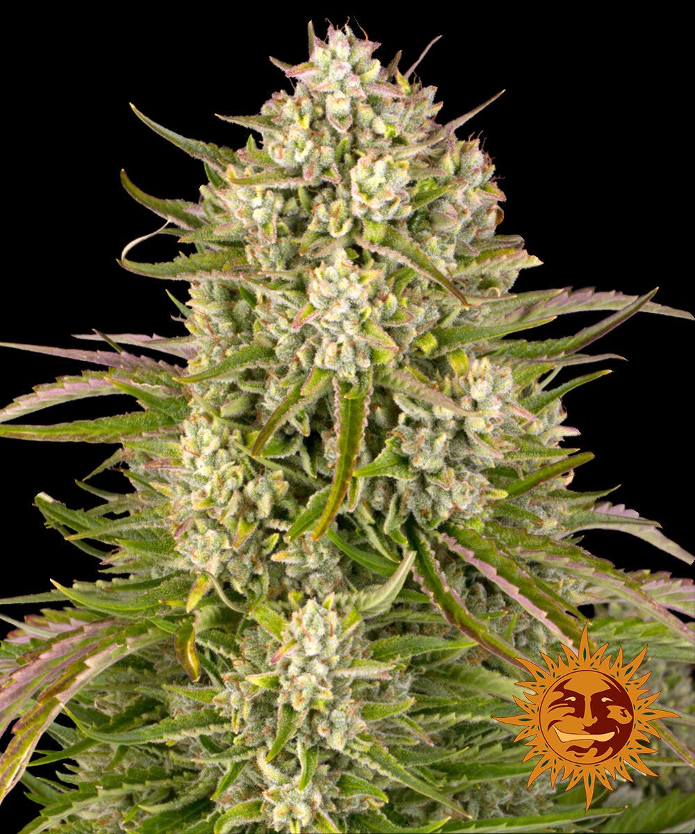 Wedding Cake Autoflowering, 3 Samen