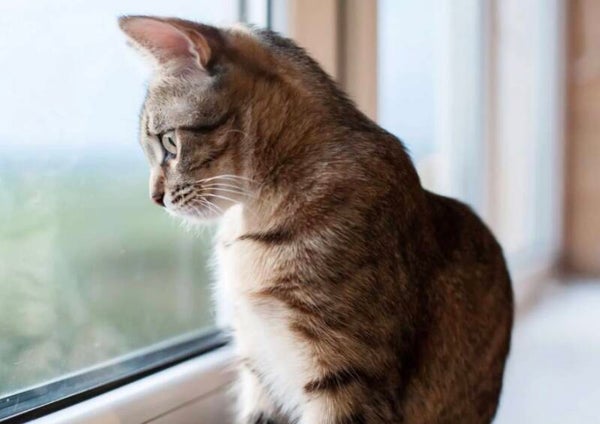 Cuidado de una noche gato