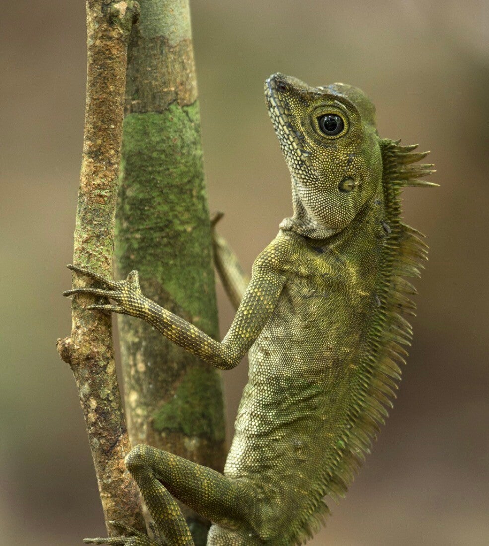 Cuidado de reptiles una noche