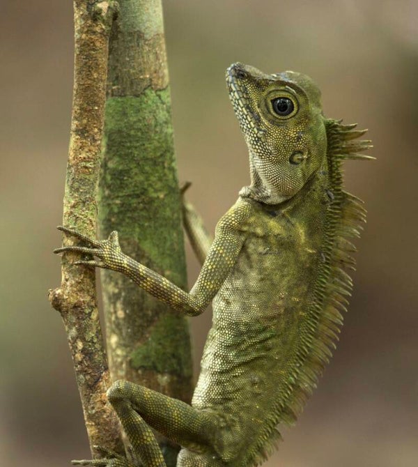 Cuidado de reptiles una noche