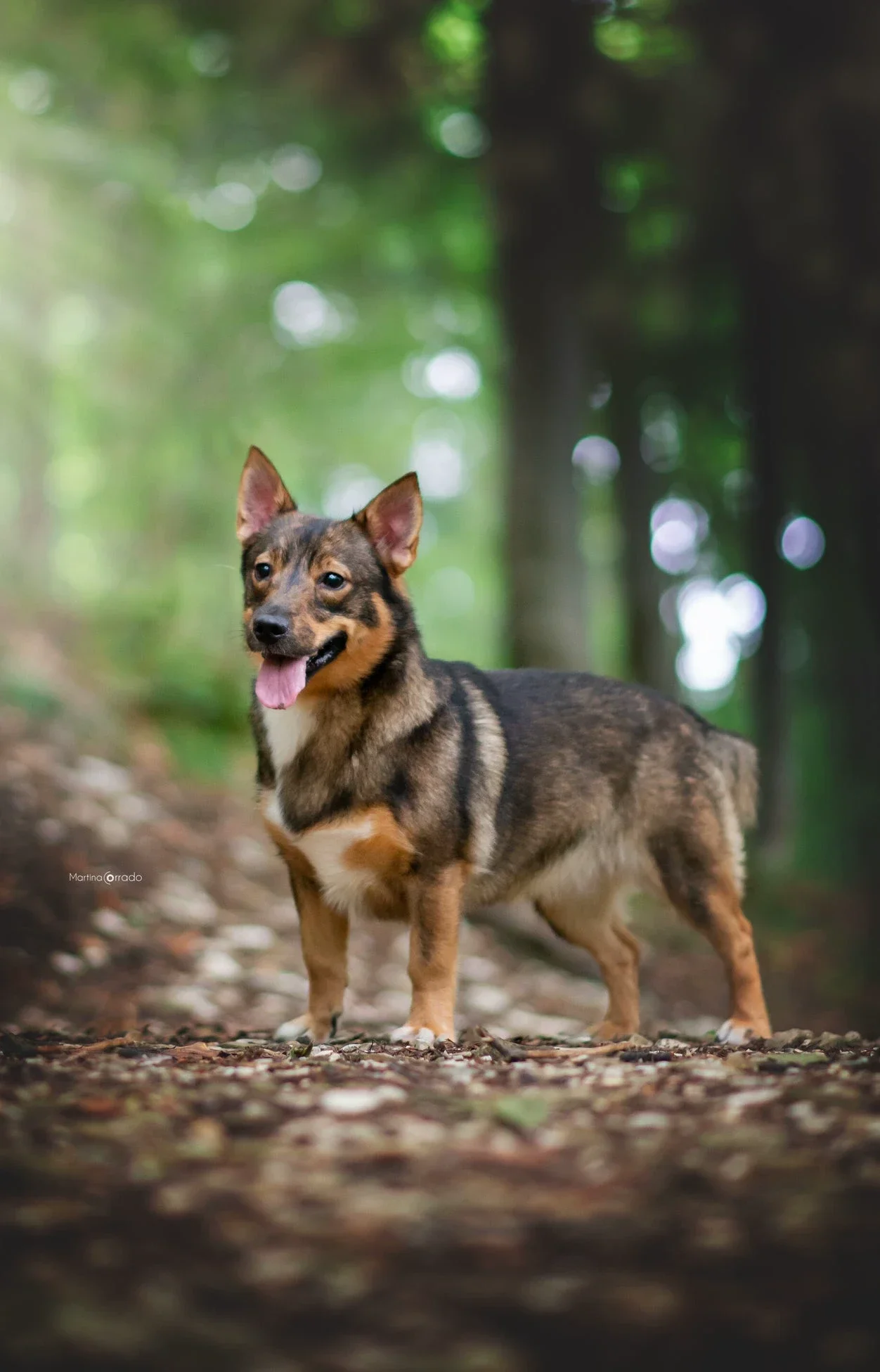 swedish vallhund
