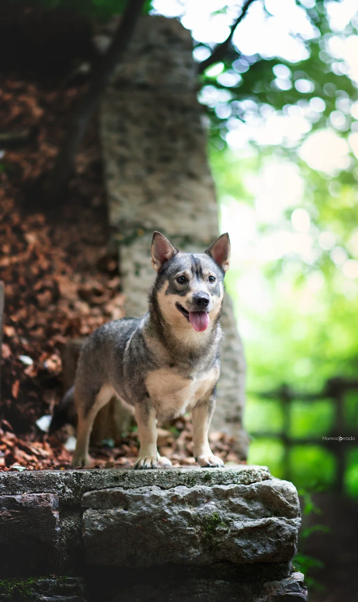 swedish vallhund