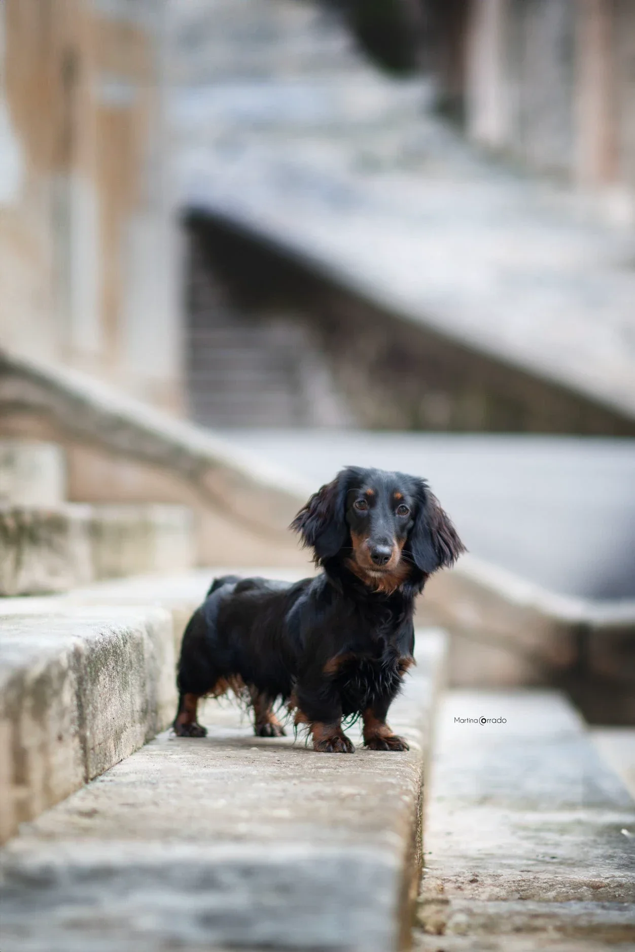 basssotto pelo lungo