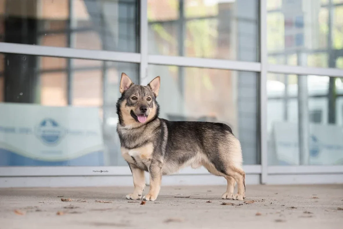 swedish vallhund
