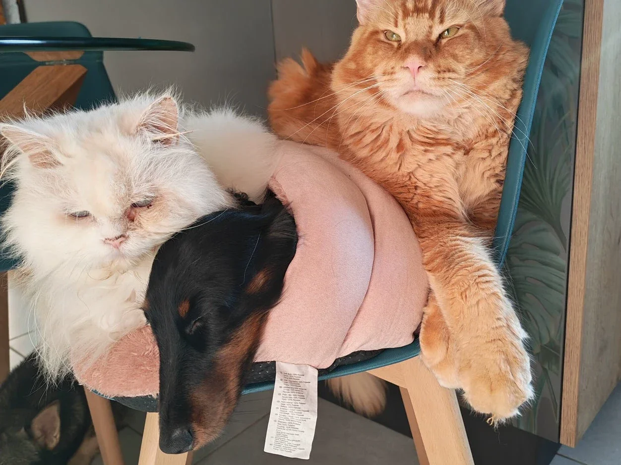 Bassotto pelo lungo - Maine Coon