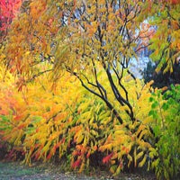 growing-smooth-sumac-rhus-glabra-5094172-01-c0855b761d5448b1a26287aa3ed8ac04-standard-z28rep.jpg