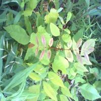 pho00024-high-standard-i3uhpn.webp