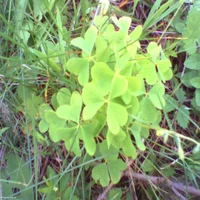 pho00026-high-standard.webp