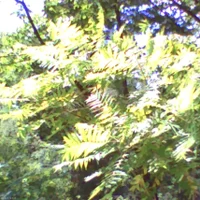 pho00027-high-high-7ts0x1-standard-6u0e1g.webp