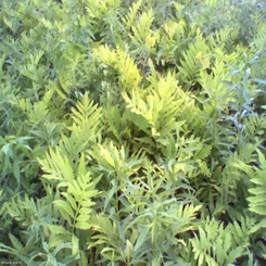 pho00034-high-standard.webp