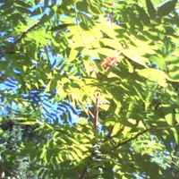 pho00035-1-high-standard-rw0g0o.webp