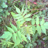 pho00051-high-standard.webp