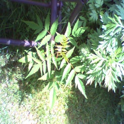 pho00061-standard.jpg