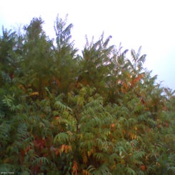 pho00074-standard-nmhmqu.jpg
