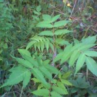 pho00079-1-high-standard.webp
