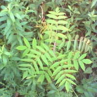 pho00100-high-standard.webp