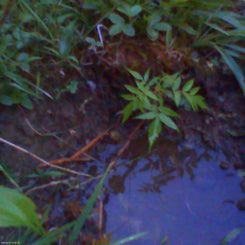 pho00140-standard.jpg