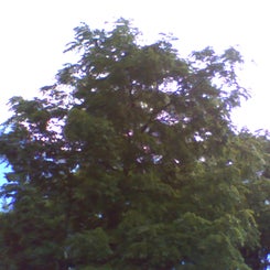 pho00186-standard-pcrssj.jpg