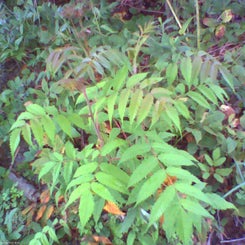 pho00186-standard.jpg