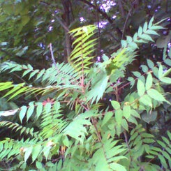 pho00217-standard.jpg